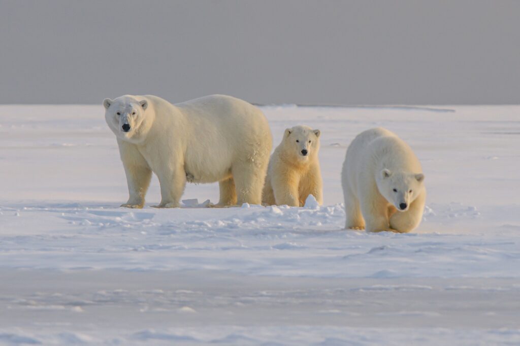 Polar bears in Manitoba on the ice.