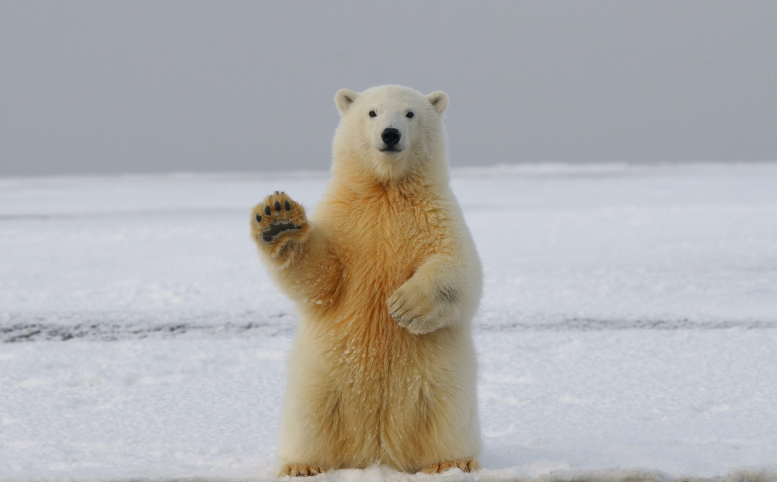 Photo of polar bear in Manitoba waving.