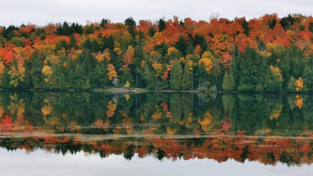 Photo of trees with fall colours at Algonquin Park.
