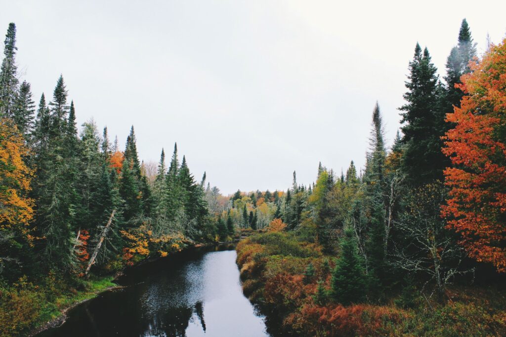 Picture of trees with fall colours at Kootenay National Park.