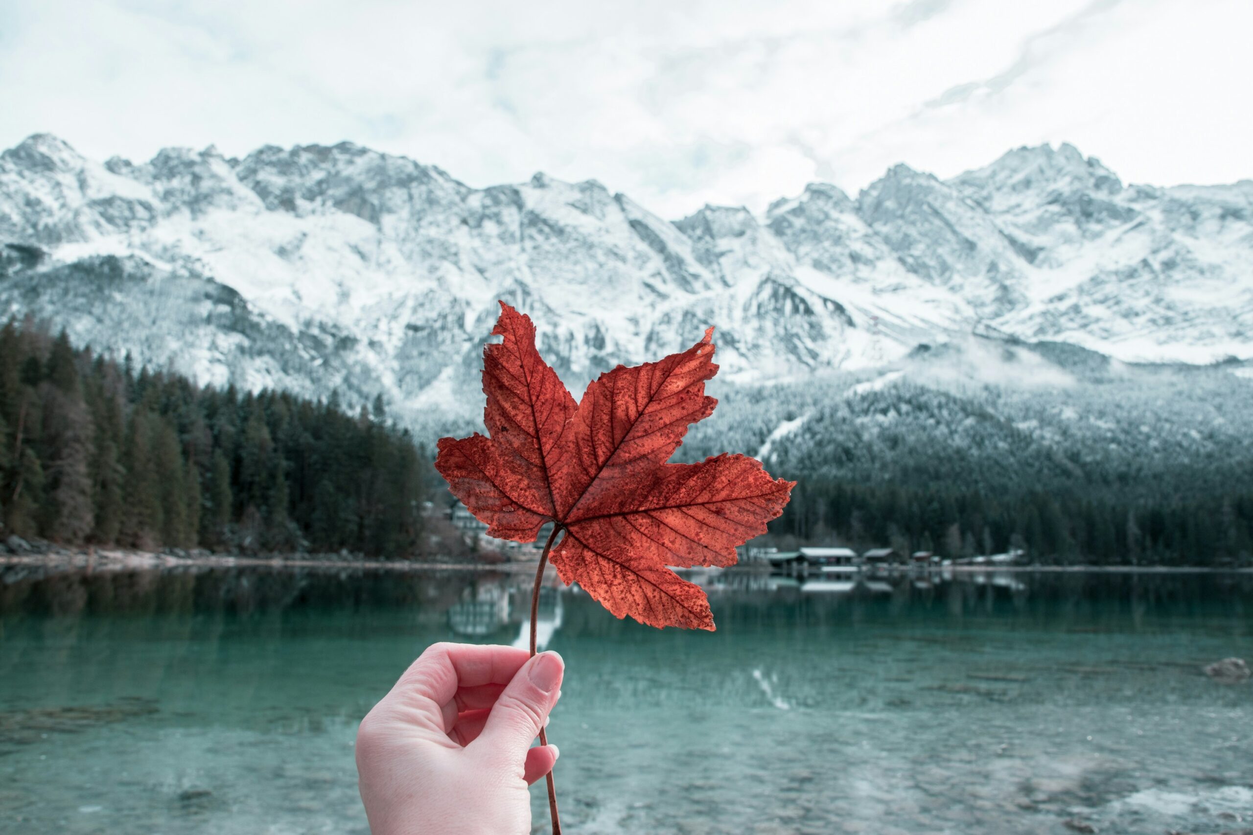 maple leaf snowy mountain