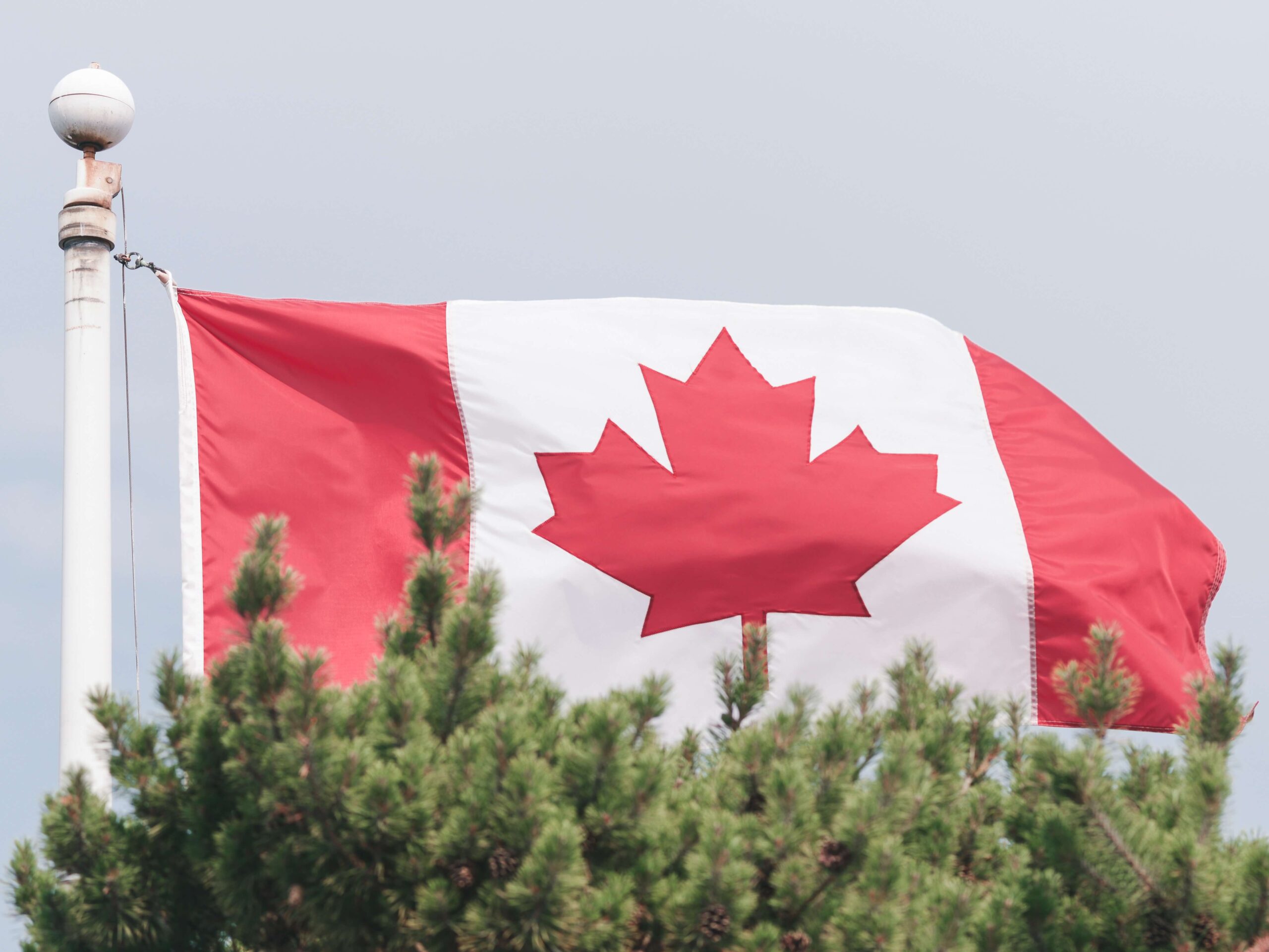 Canadian flag tree tops