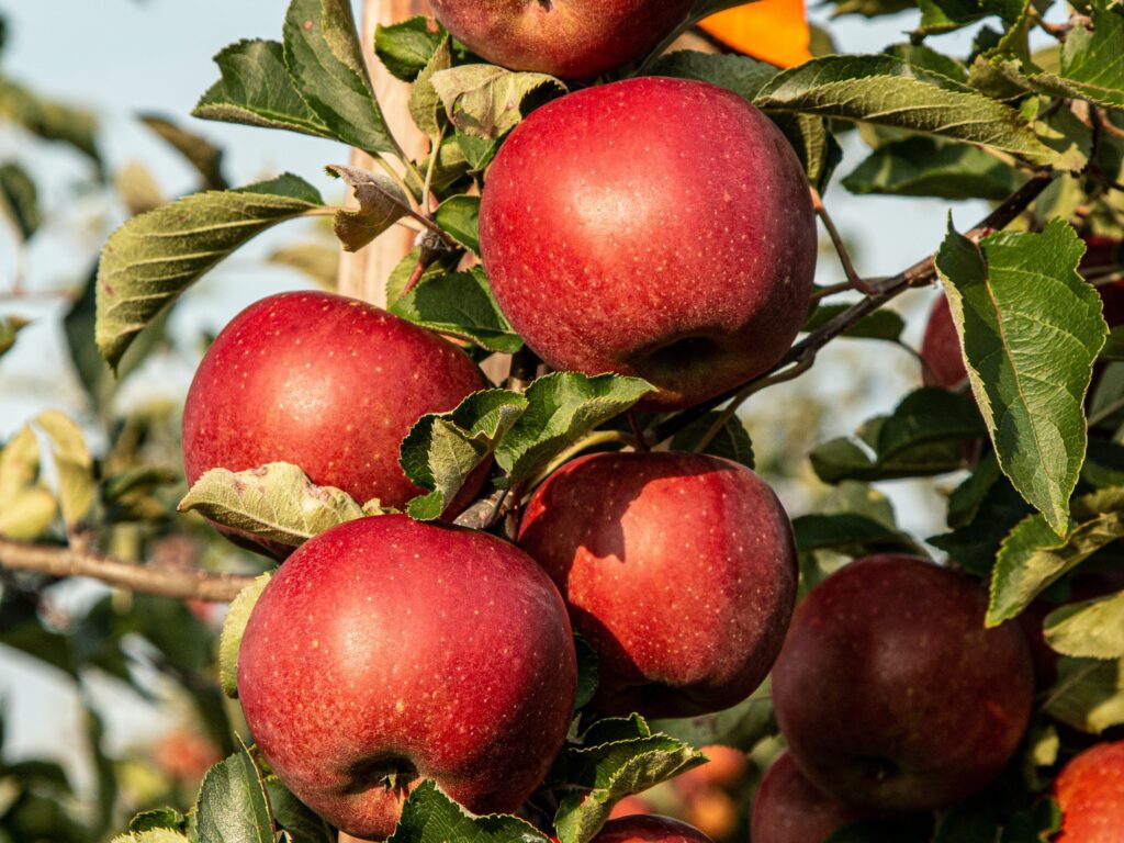 McIntosh apples growing from a tree in Canada.