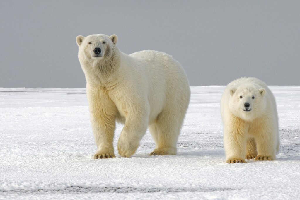 Two polar bears on walking on all fours on snow.