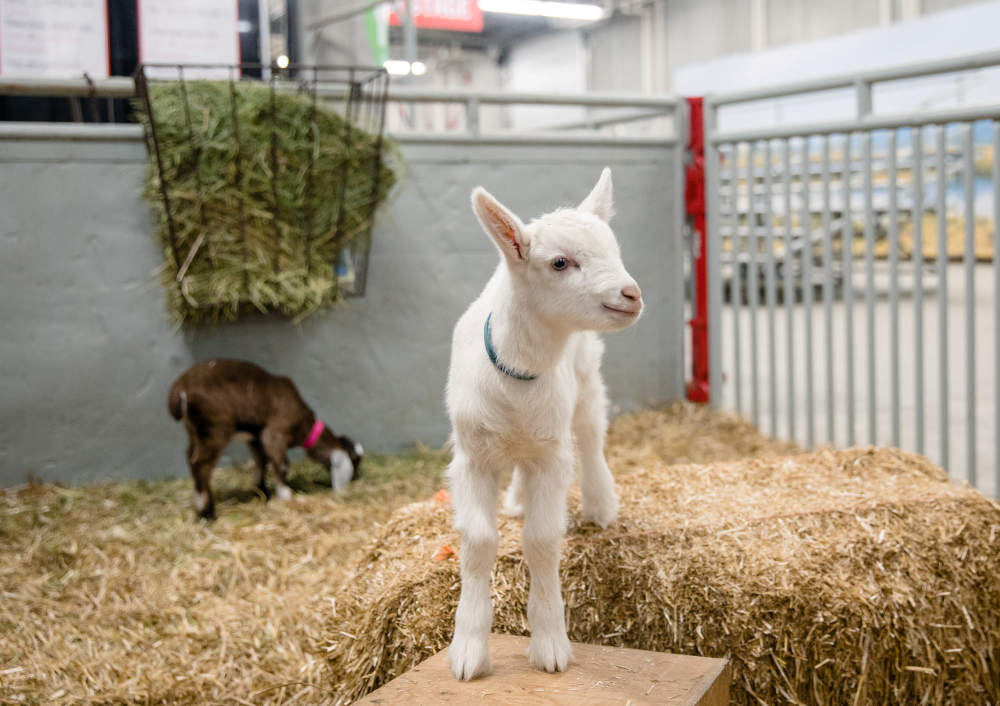 A young goat in a pen at the Calgary Stampede.