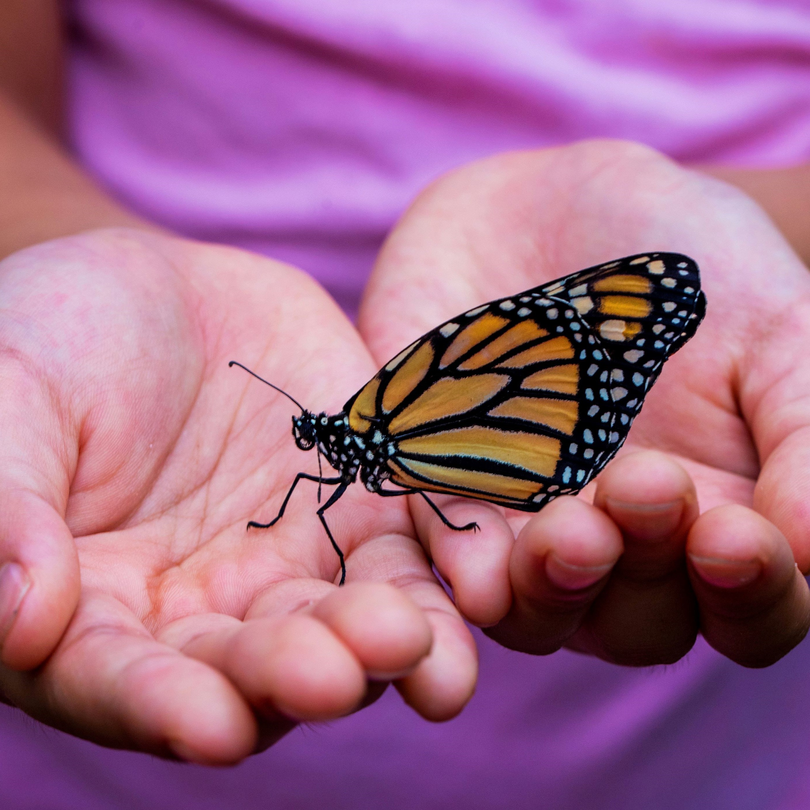 A child holding a butterfly.