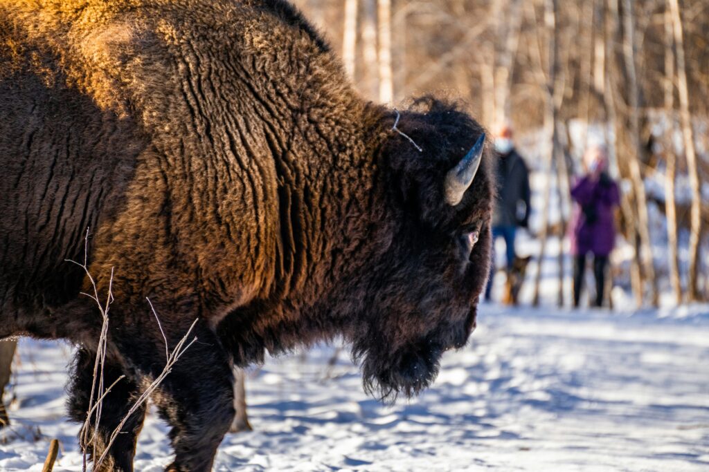 bison walking on snow-covered ground during daytime