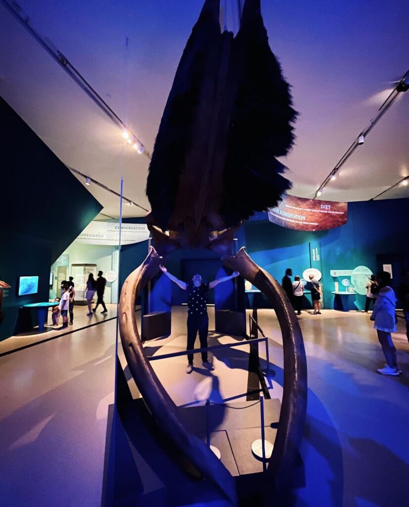 Julian Halim standing in the mouth of a large whale at the Royal Ontario Museum in Toronto.