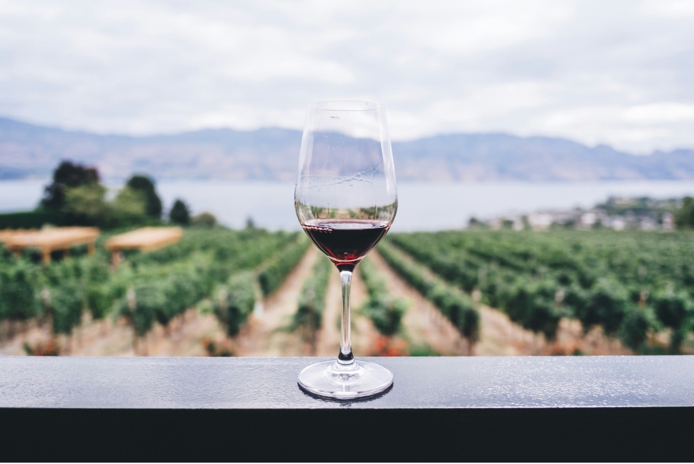 A vineyard in Okanagan Valley.