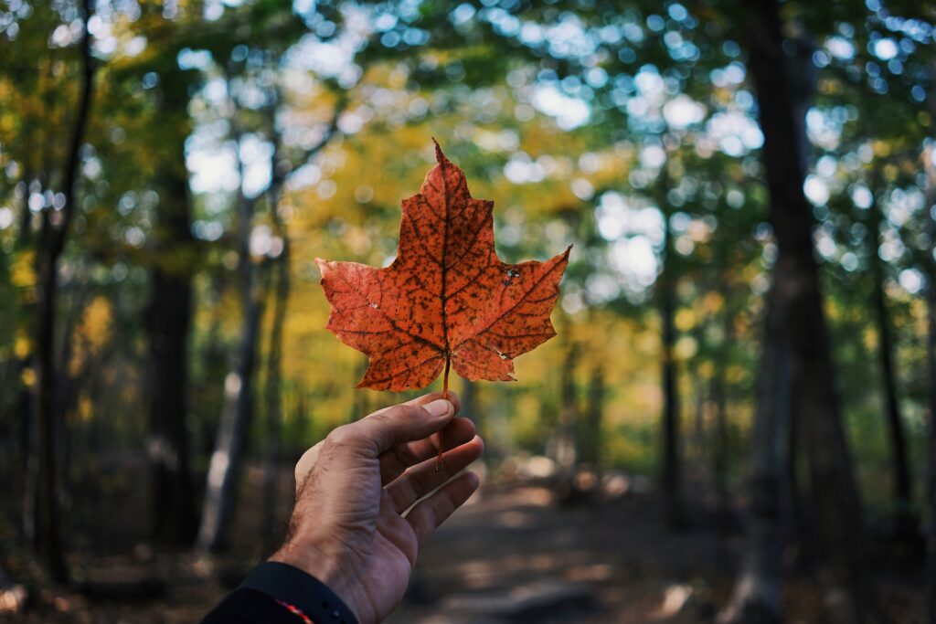 Fall foliage