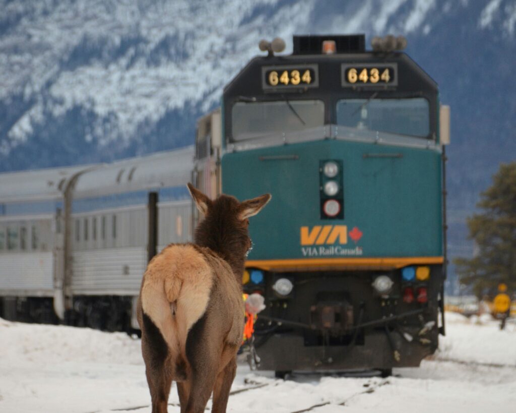 animal in front of a via rail train travelling to Ottawa