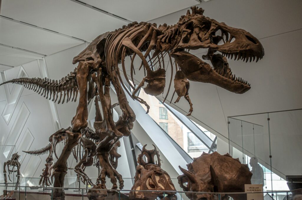 dinosaur skeletons on display  