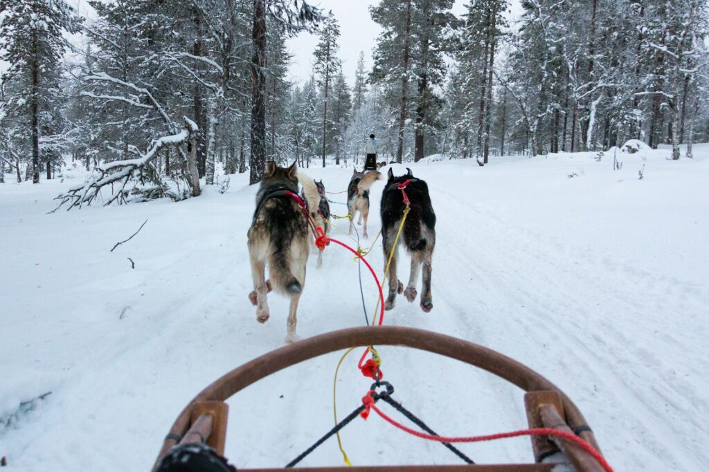 A group dogs pulling a sled down a snow covered path 