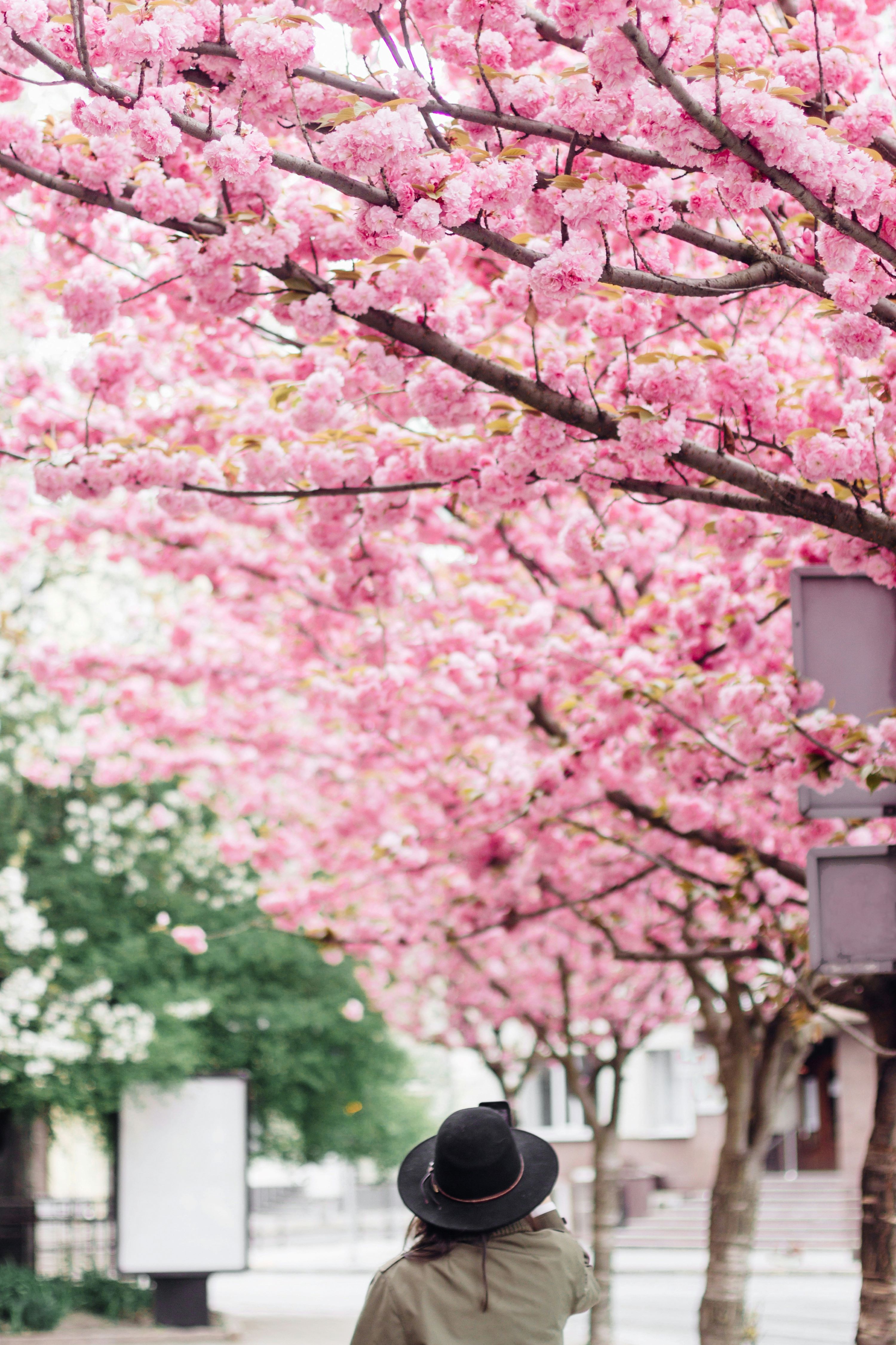 Woman exploring parks with cherry blossoms while on vacation.