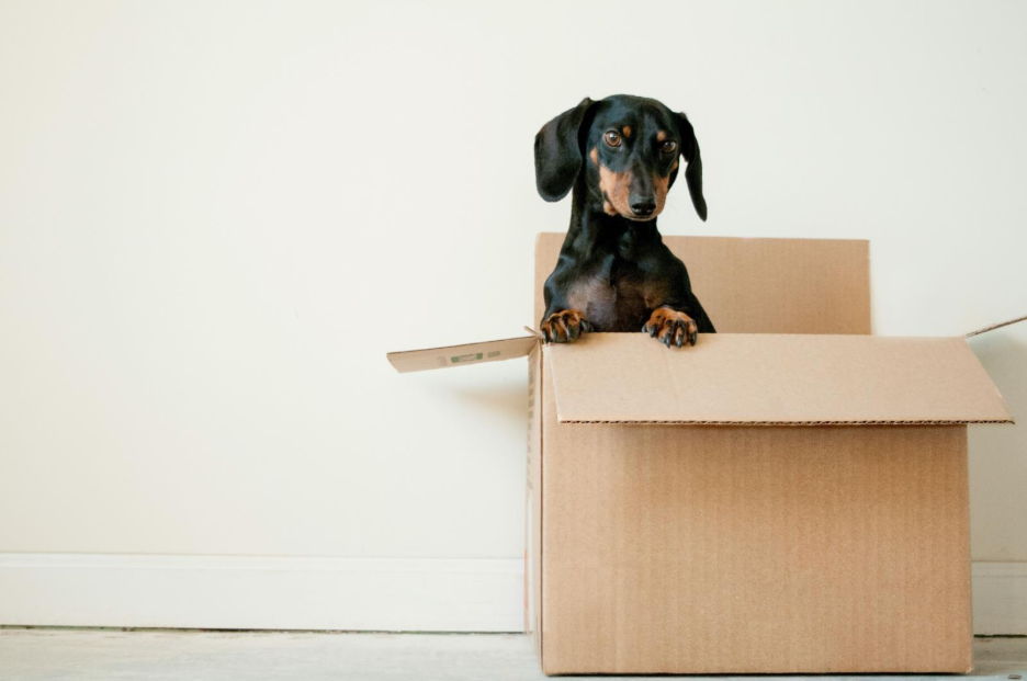 A dog inside a box.